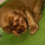 male English Cocker Spaniel puppy