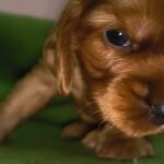 male English Cocker Spaniel puppy