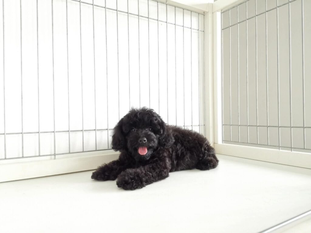 female Toy Poodle puppy