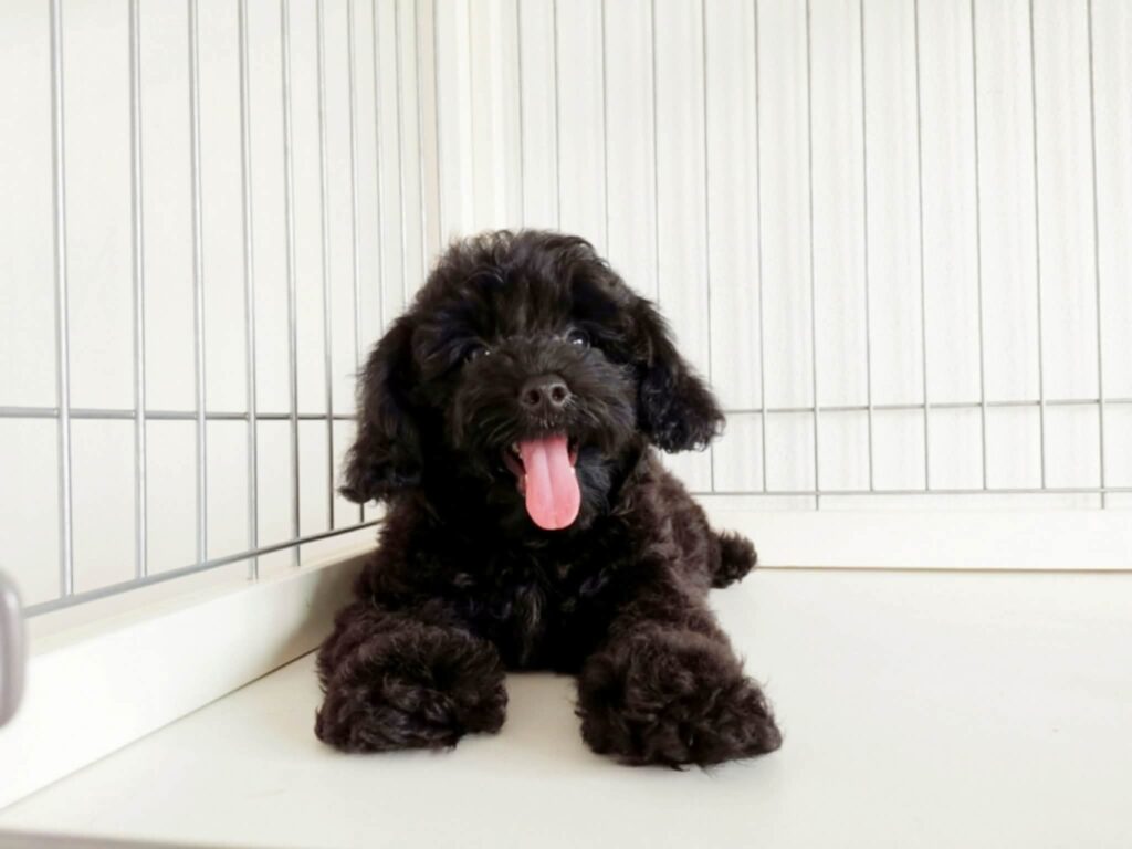female Toy Poodle puppy