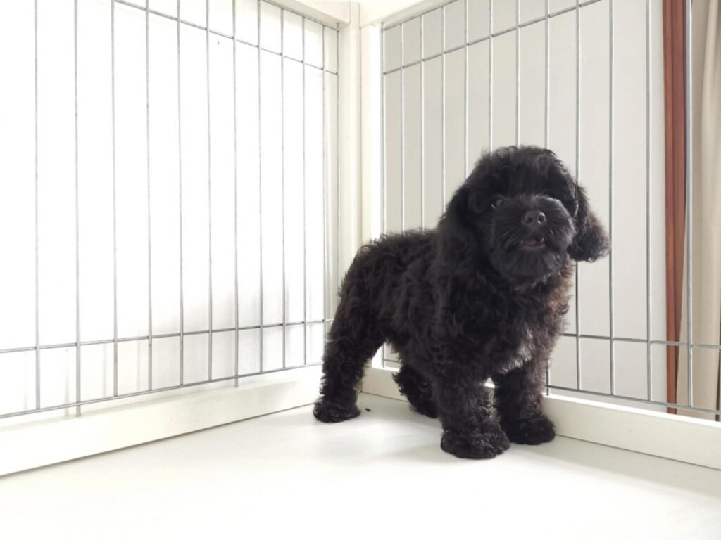 female Toy Poodle puppy
