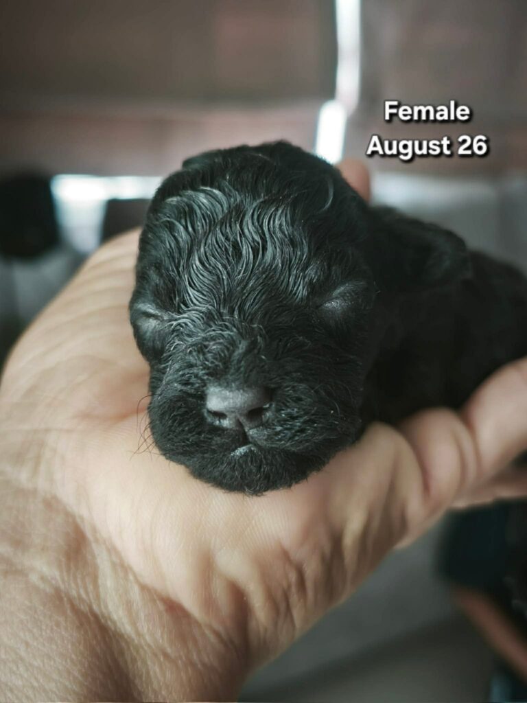 female Toy Poodle puppy