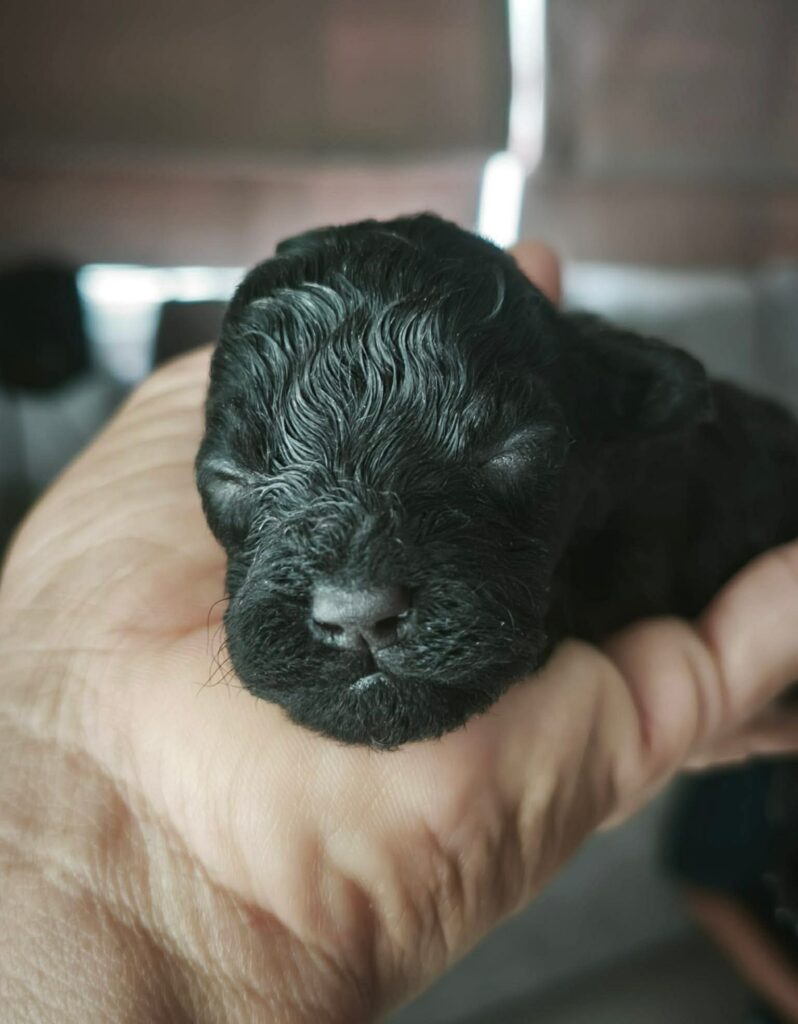 female Toy Poodle puppy