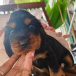 male English Cocker Spaniel puppy