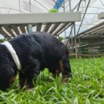 male English Cocker Spaniel puppy