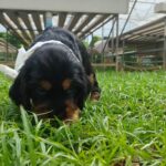 male English Cocker Spaniel puppy