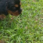 male English Cocker Spaniel puppy