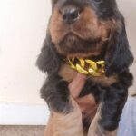male English Cocker Spaniel puppy