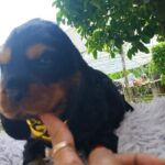 male English Cocker Spaniel puppy