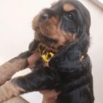male English Cocker Spaniel puppy