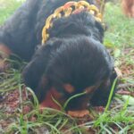 male English Cocker Spaniel puppy
