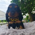 male English Cocker Spaniel puppy