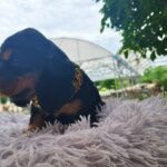 male English Cocker Spaniel puppy