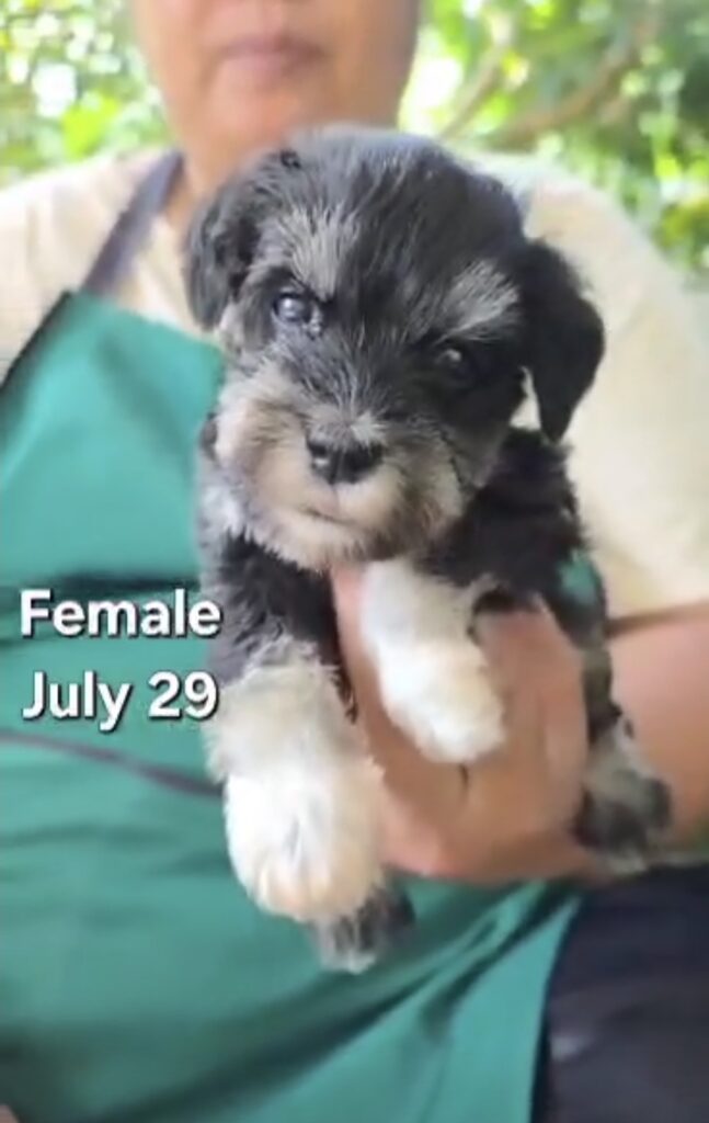 female Miniature Schnauzer puppy