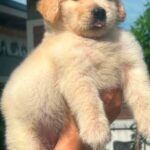 male Golden Retriever puppy