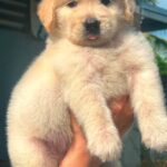male Golden Retriever puppy