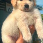 male Golden Retriever puppy