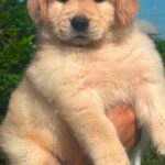 female Golden Retriever puppy