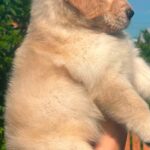 female Golden Retriever puppy