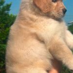 female Golden Retriever puppy
