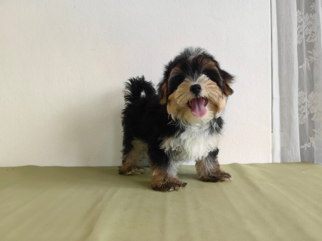 male Morkie puppy