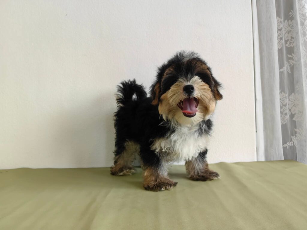 male Morkie puppy