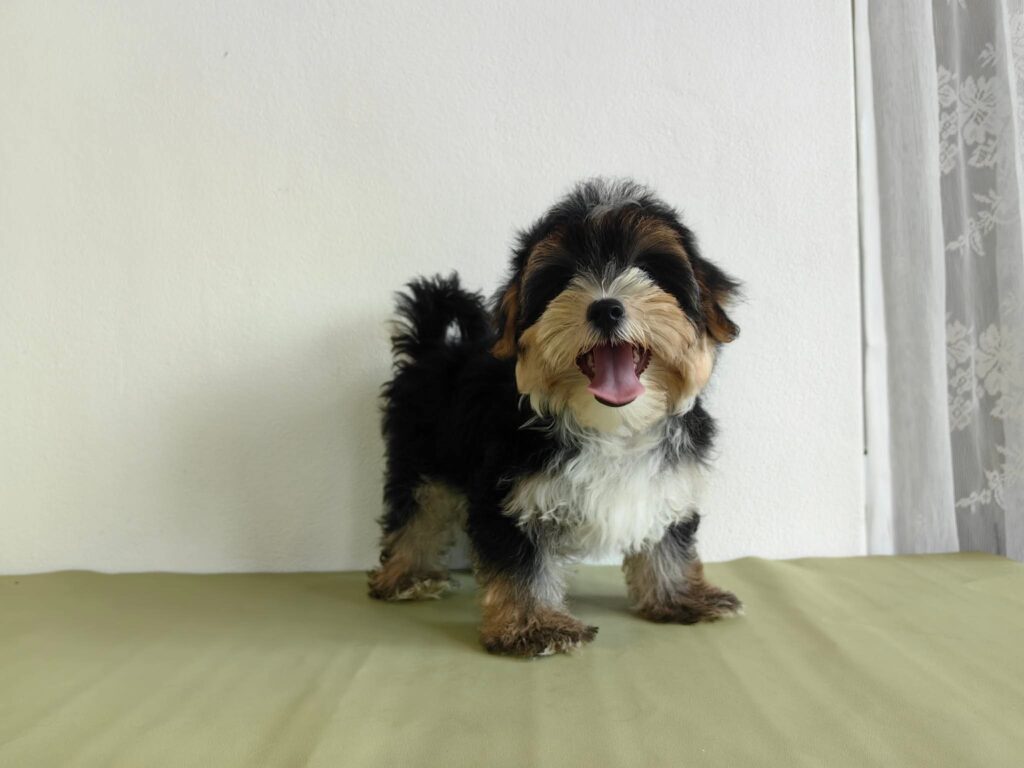 male Morkie puppy