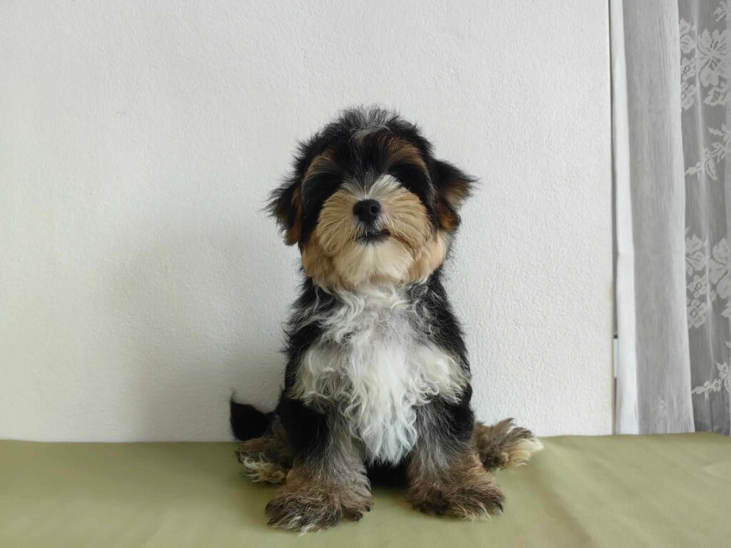 male Morkie puppy