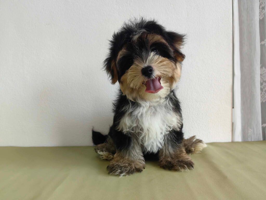 male Morkie puppy