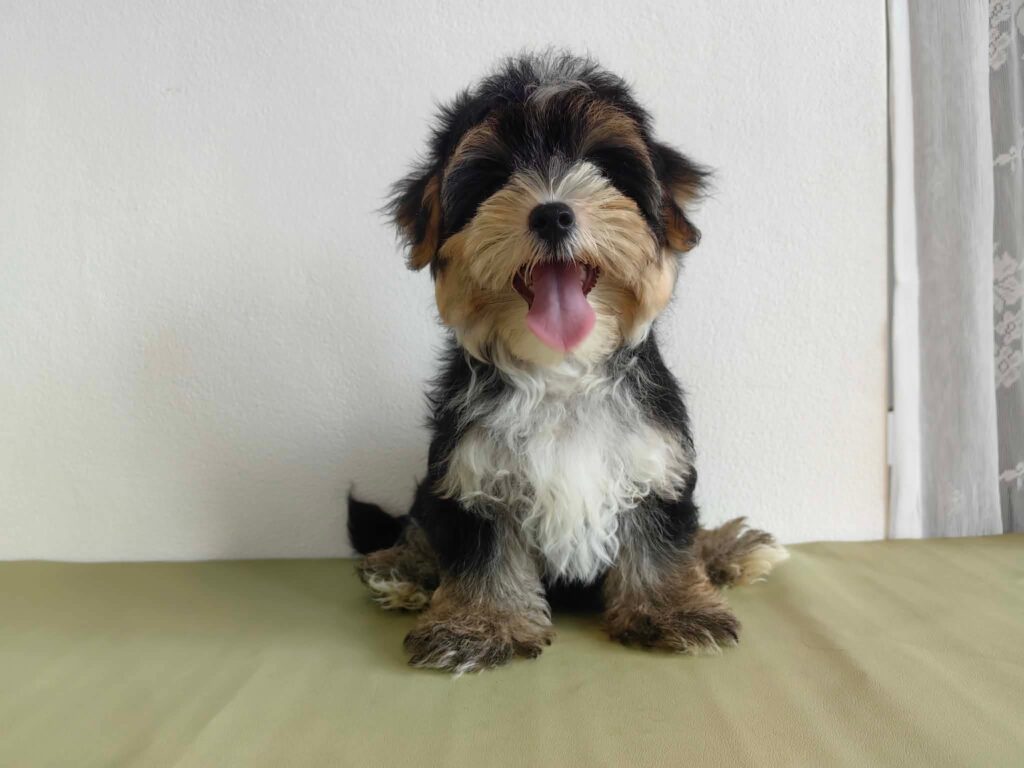 male Morkie puppy