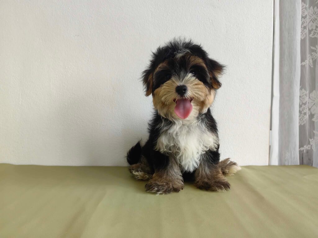 male Morkie puppy