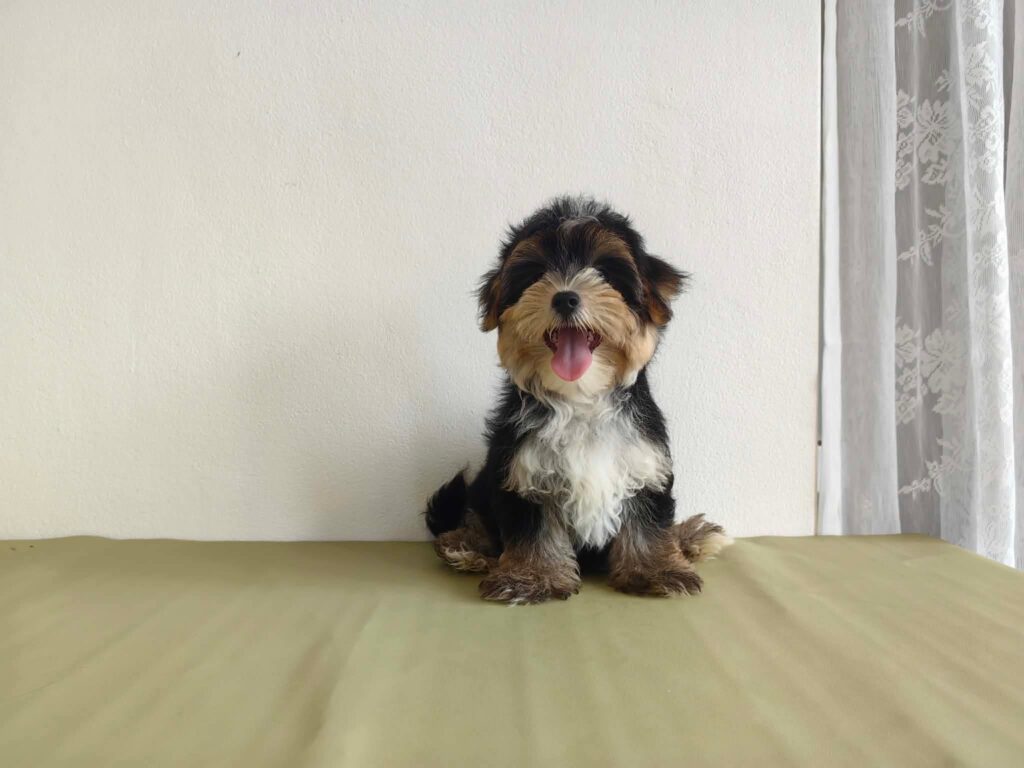 male Morkie puppy