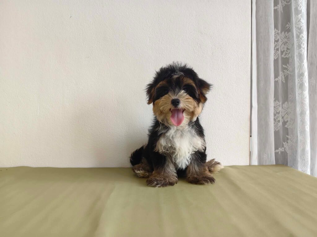 male Morkie puppy