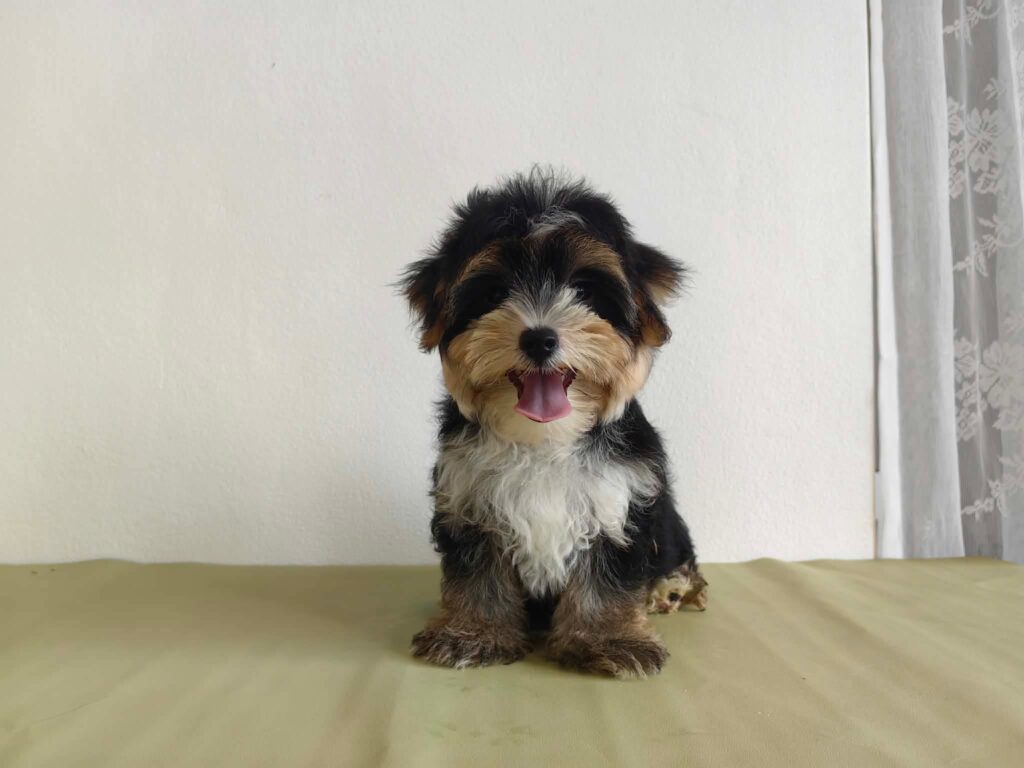 male Morkie puppy