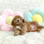 male Miniature Poodle puppy
