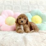 male Miniature Poodle puppy
