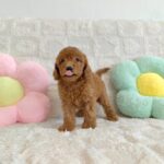 female Miniature Poodle puppy