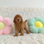 female Miniature Poodle puppy