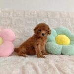 female Miniature Poodle puppy