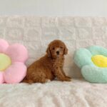 female Miniature Poodle puppy
