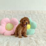 female Miniature Poodle puppy