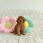 female Miniature Poodle puppy