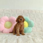 female Miniature Poodle puppy