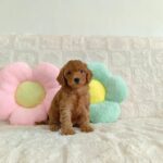 female Miniature Poodle puppy