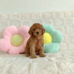 female Miniature Poodle puppy
