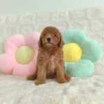 female Miniature Poodle puppy
