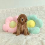 female Miniature Poodle puppy