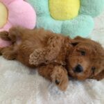 female Miniature Poodle puppy