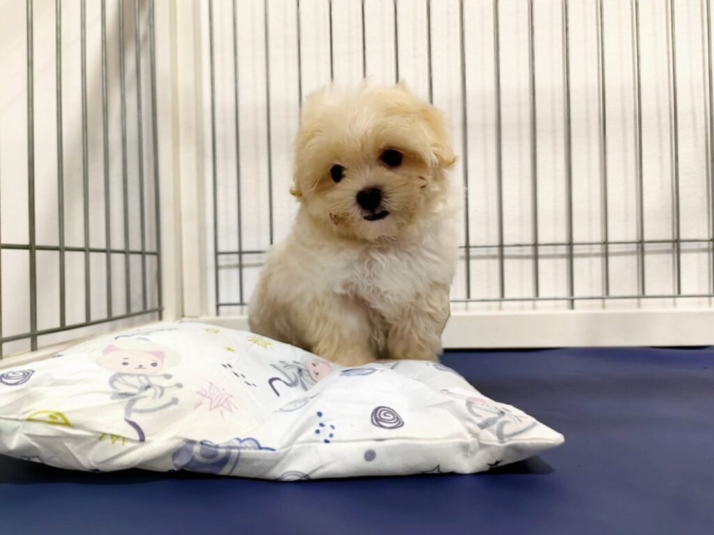 male Maltipoo puppy