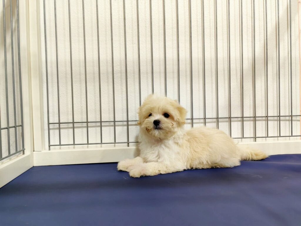 male Maltipoo puppy